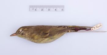Media type: image;   Ornithology 294380